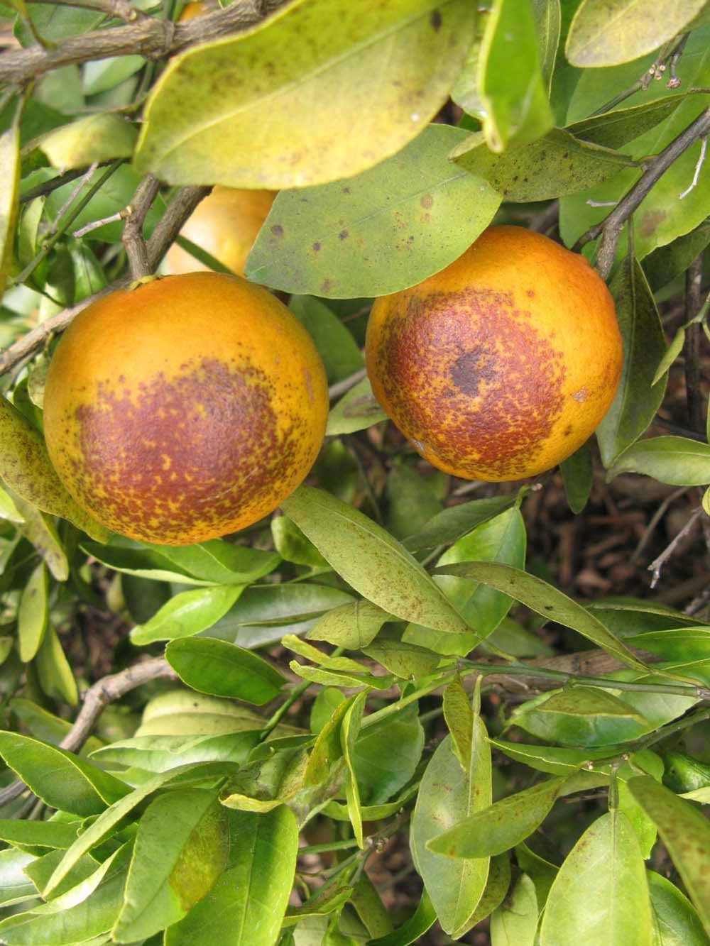              Fruit (Winter Haven, FL)       